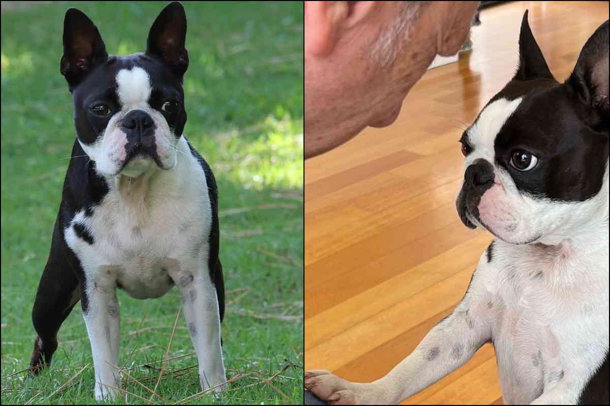 Amadeus cagnolino: qual è